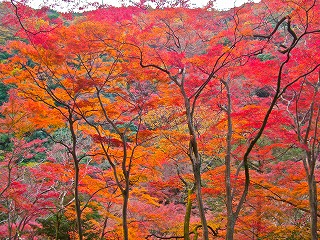 Maple Trees.jpg